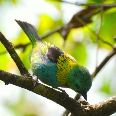 Green-Headed Tanager (2)